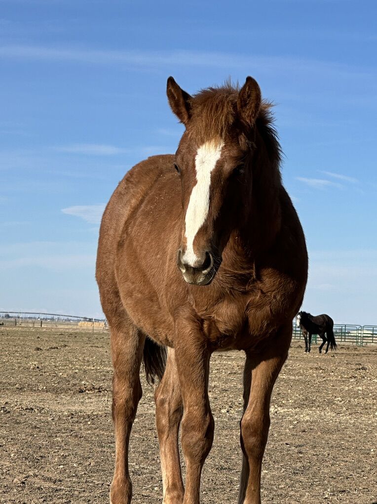 Smart Little Lena/Playgun/Paddys Irish Whiskey