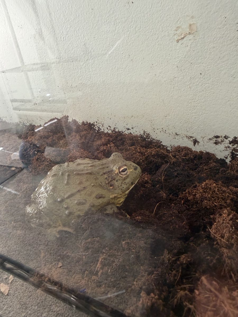 Pixie Frog w/ Cage