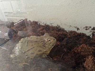Pixie Frog w/ Cage