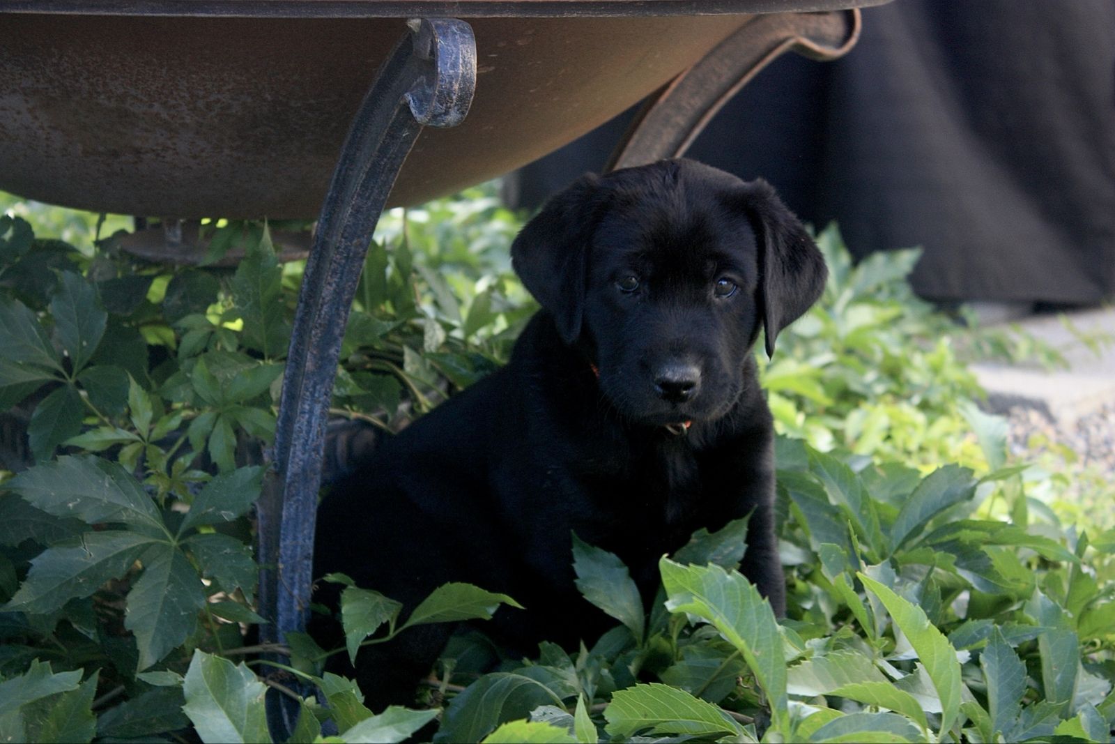 AKC Labrador Puppies