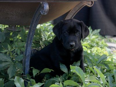 AKC Labrador Puppies