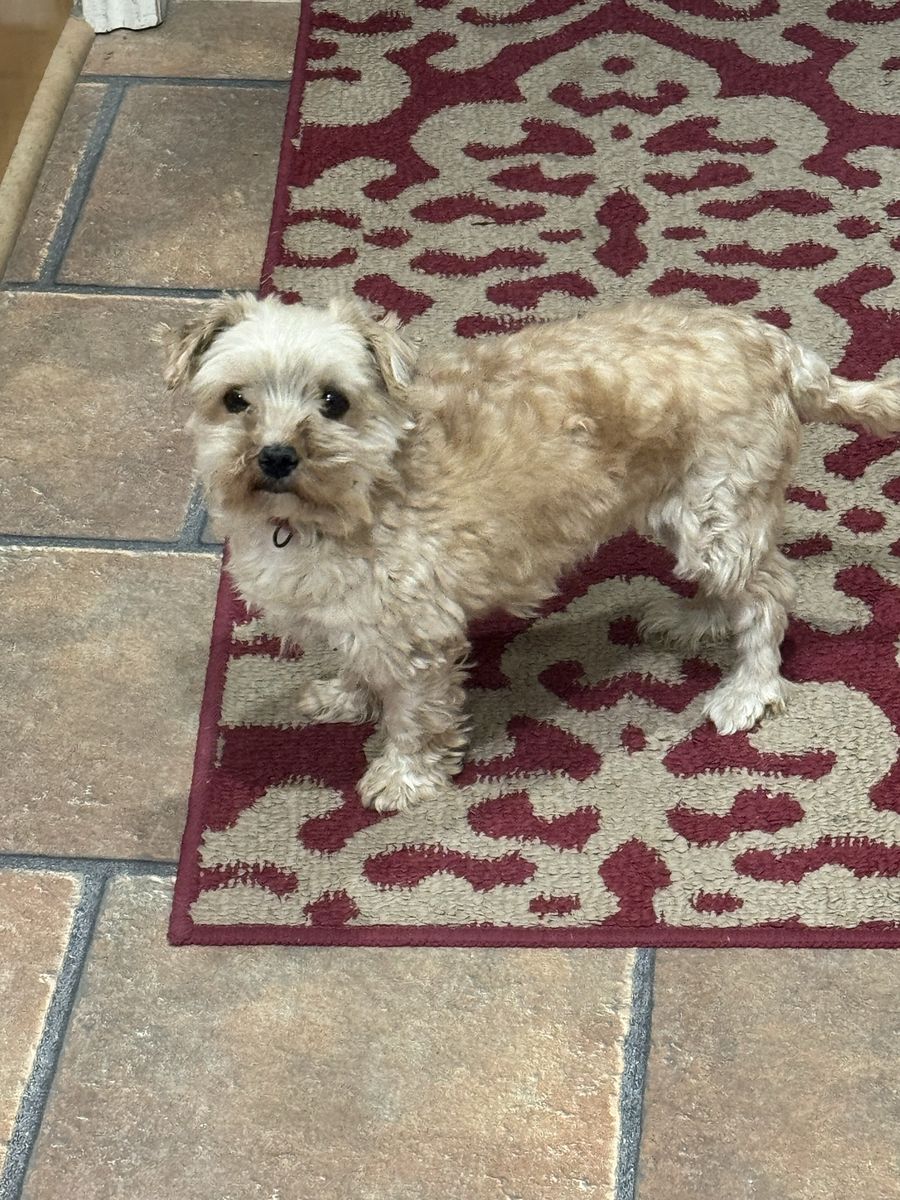 Morkie - 4 year old