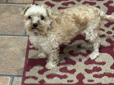 Morkie - 4 year old
