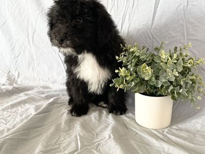 2 Male mini Aussie doodle