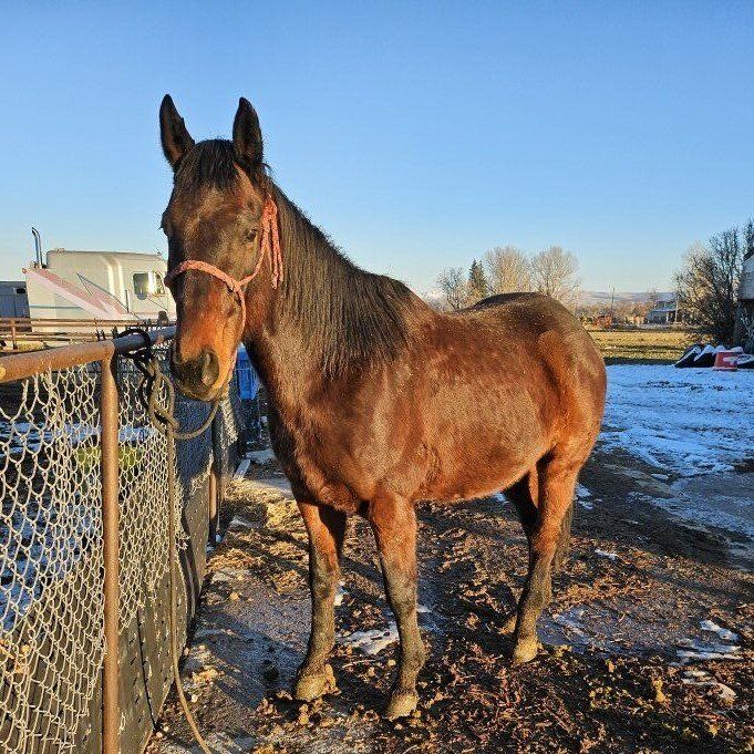 Steer Wrestling / Hazing Horse