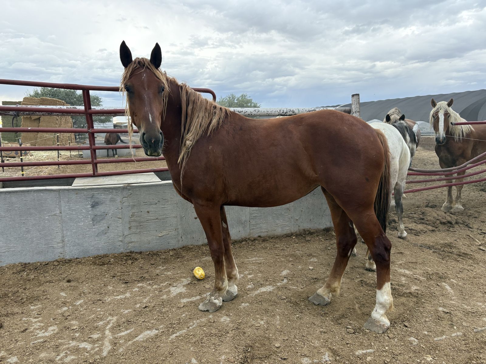 Morgan/belgian filly 3 year old 
