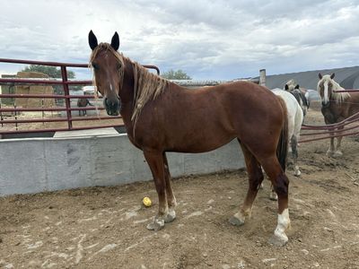 Morgan/belgian filly 3 year old