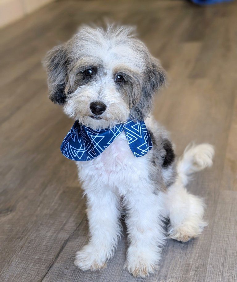 Gorgeous Merle Parti Mini Labradoodle Boy, 10-15lbs,