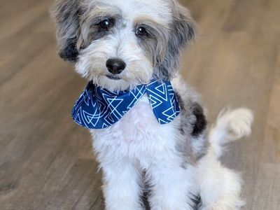 Gorgeous Merle Parti Mini Labradoodle Boy, 10-15lbs,