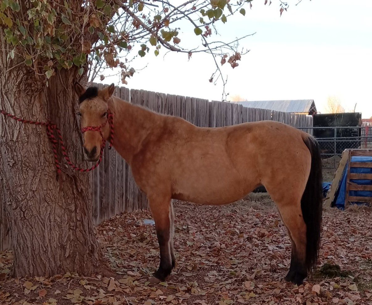 Buckskin mare 3yo~Price obo