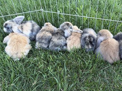 Purebred Holland Lops