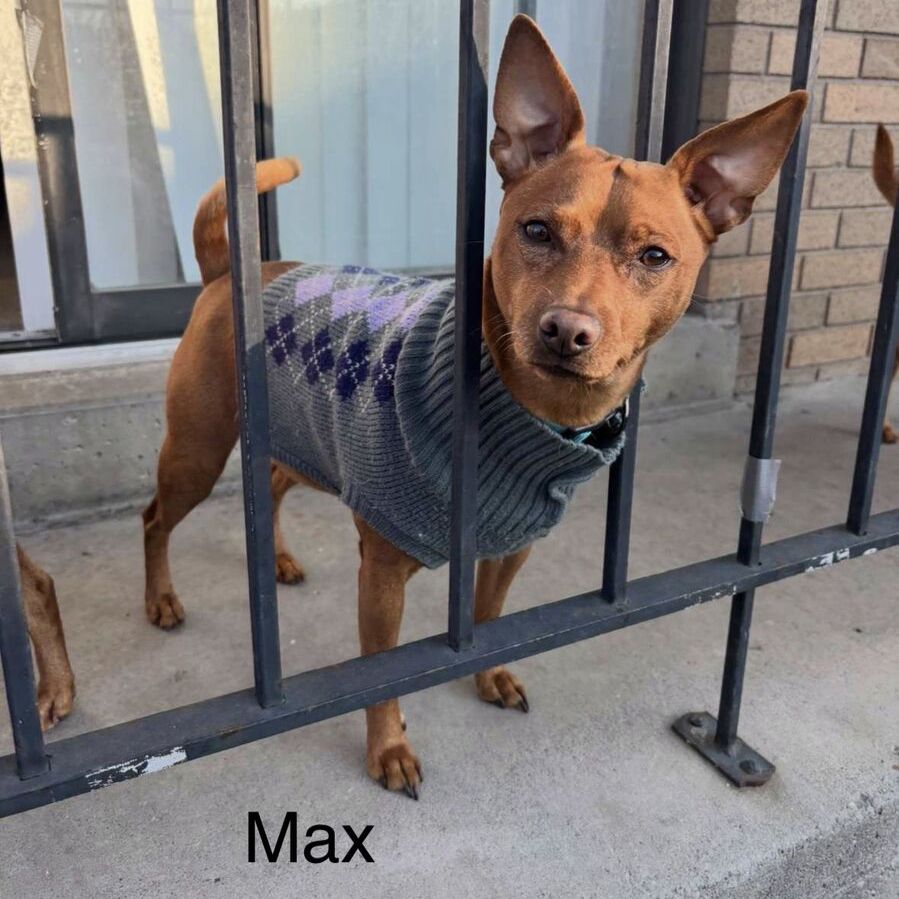 Loving dogs needing new homes