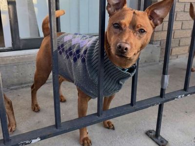 Loving dogs needing new homes