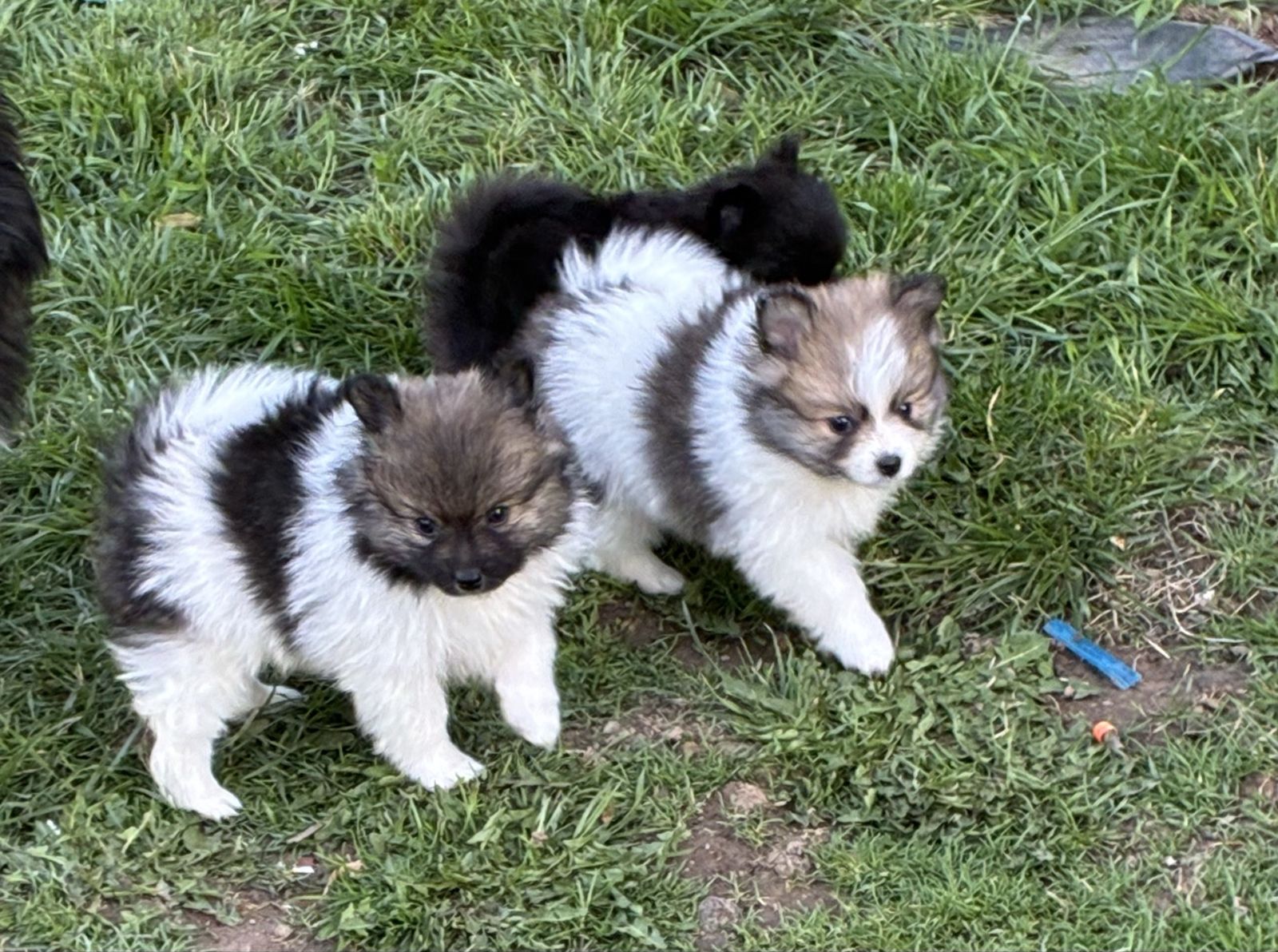 Pomeranian Puppies 9Weeks Old