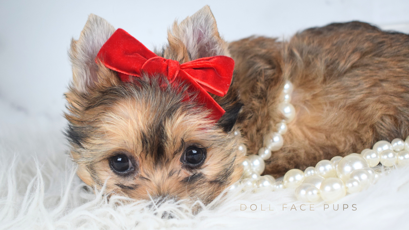 Miss Willa - Doll Face Pup - Yorkie / Shih Tzu Cross Shorkie