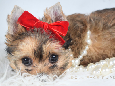Miss Willa - Doll Face Pup - Yorkie / Shih Tzu Cross Shorkie