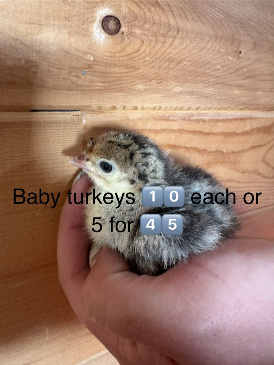 Baby turkeys for sale & beautiful tom! (Can meet please see below)