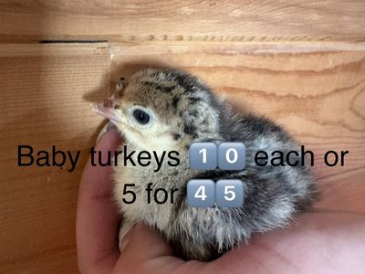 Baby turkeys for sale & beautiful tom! (Can meet please see below)
