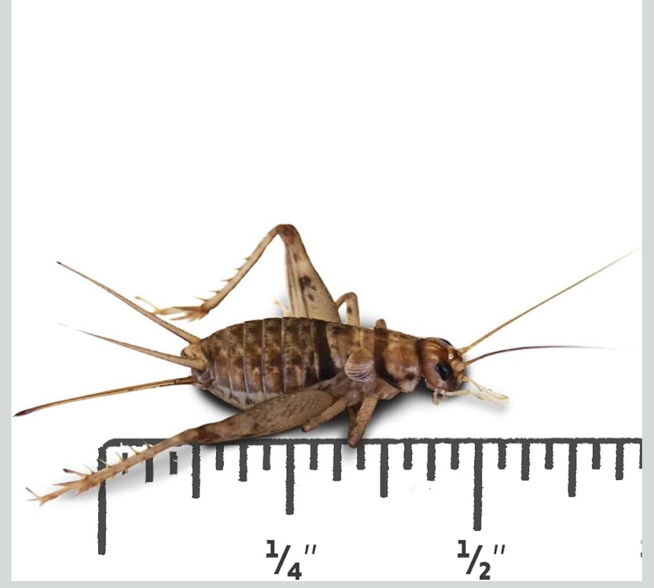 FEEDER CRICKETS