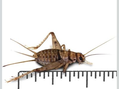 FEEDER CRICKETS