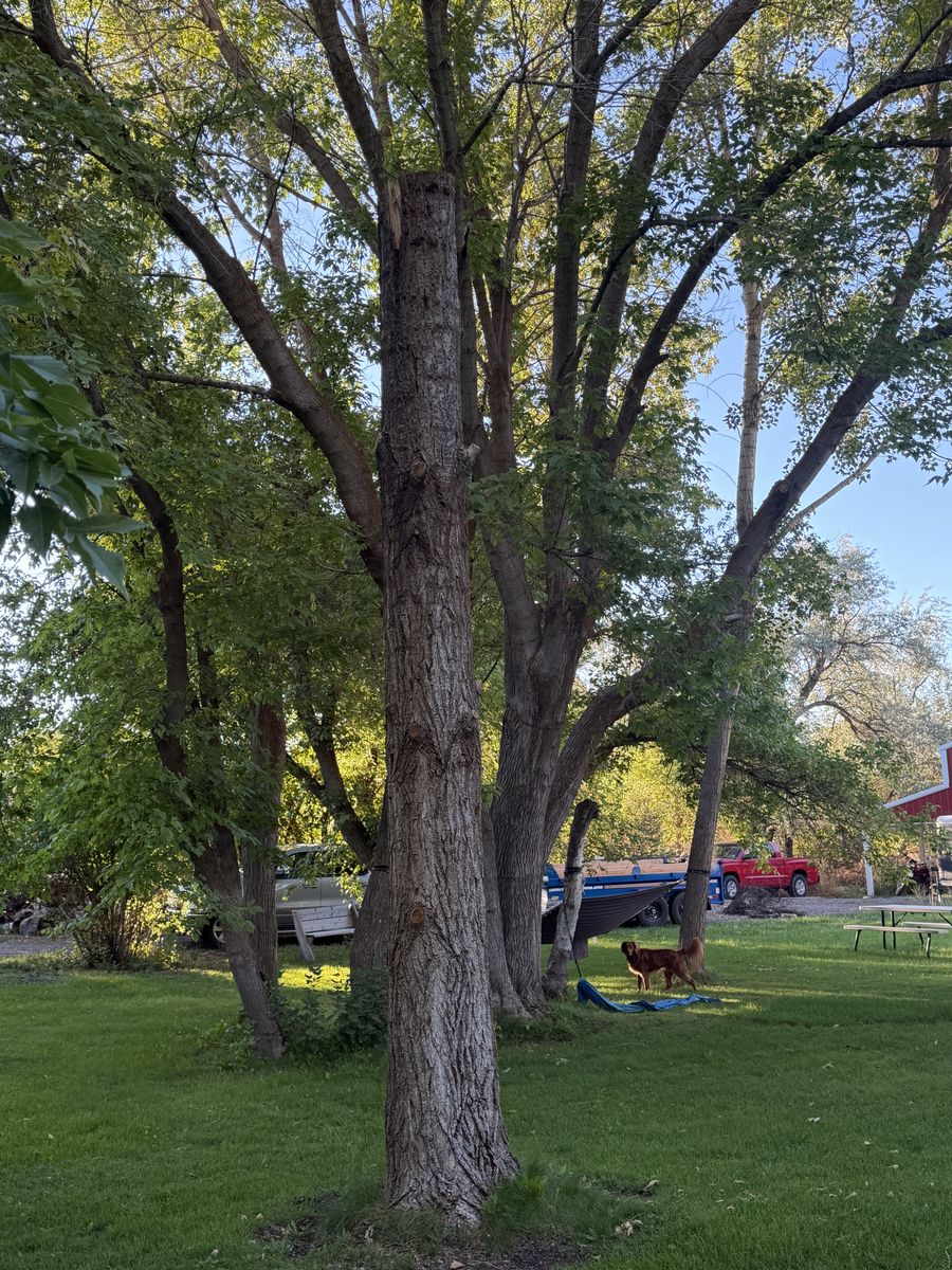 Free firewood