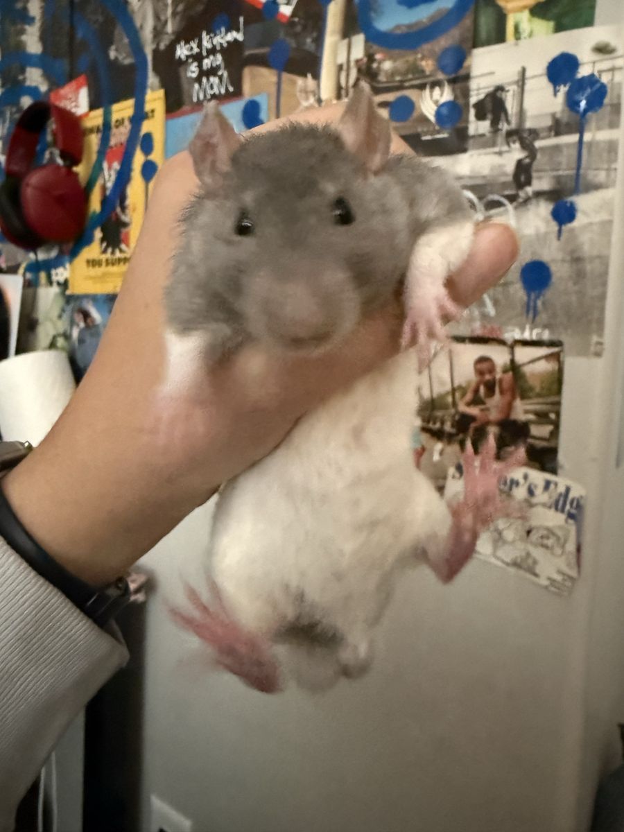 Rat