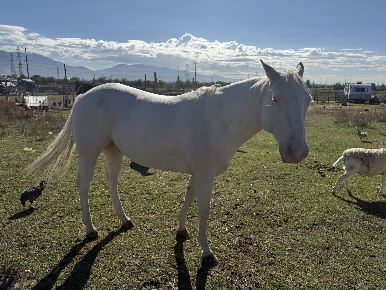 Perlino Horse