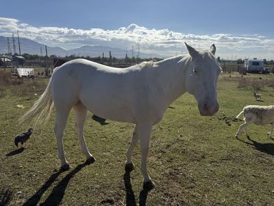 Perlino Horse