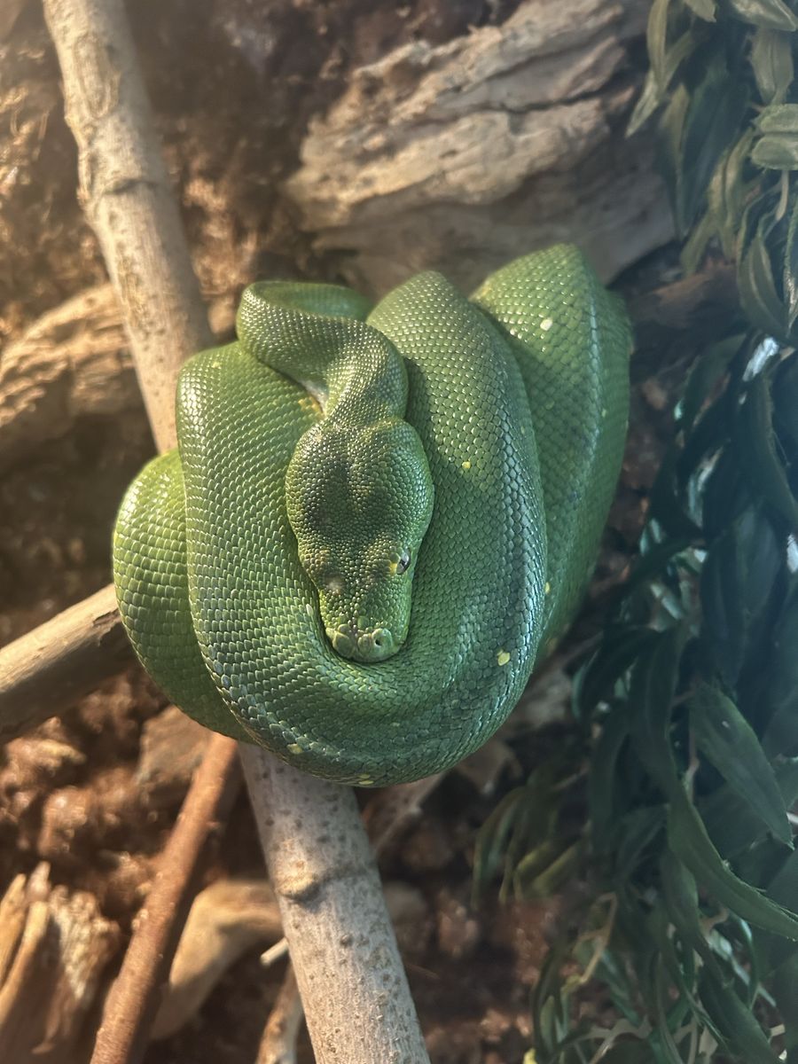 Green Tree Python (Morelia viridis) - 3 years old female