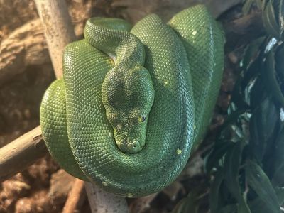 Green Tree Python (Morelia viridis) - 3 years old female