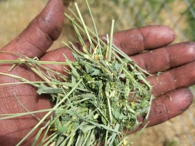 Quality 1st crop hay 3 varieties