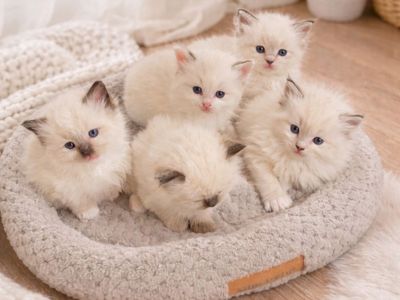 **TICA registered ragdoll kittens with blue eyes ** ONLY 5 LEFT