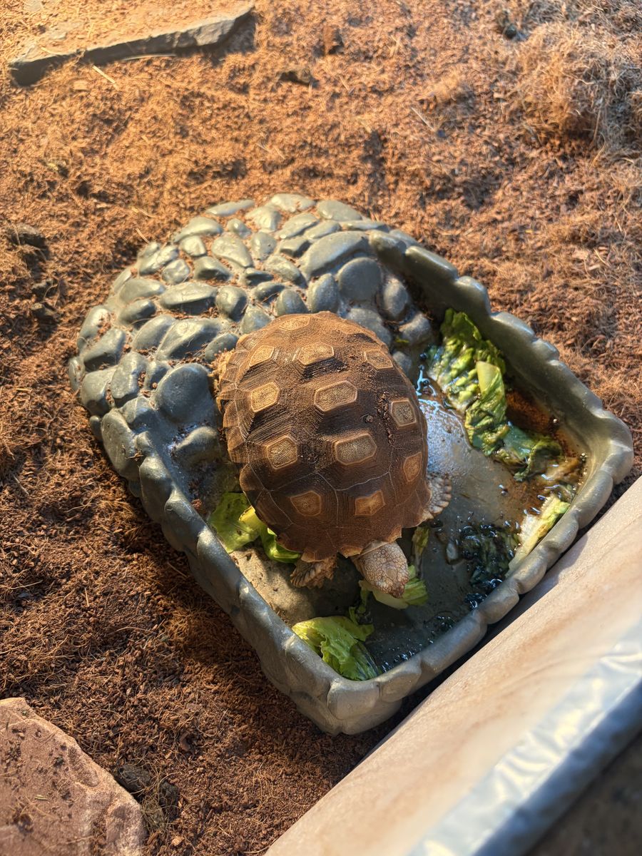 Sulcata tortoise