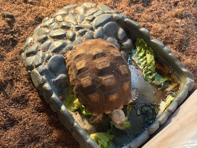 Sulcata tortoise