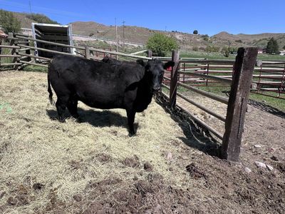 Bred Cows