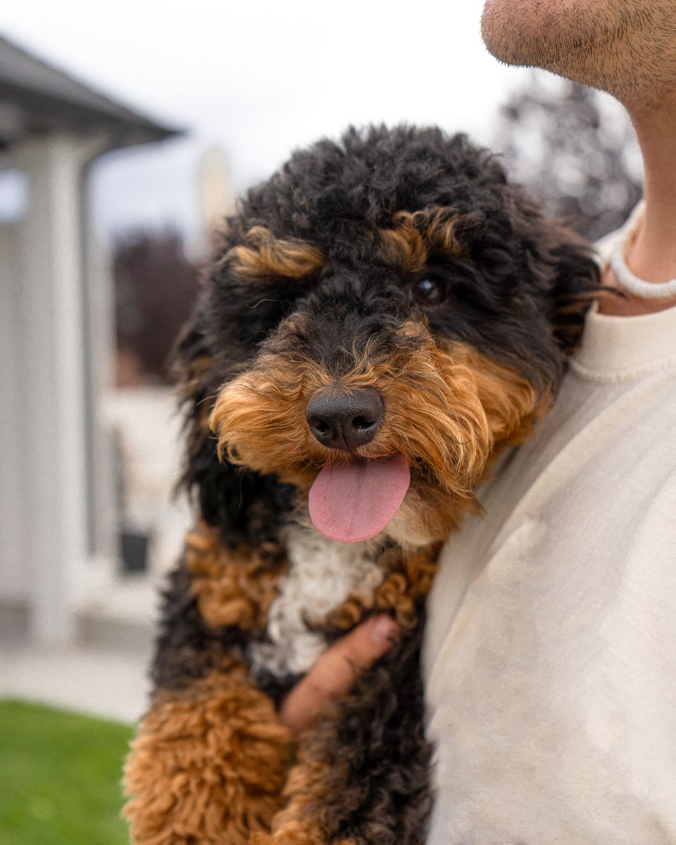 Tri-Color Mini Poodle Stud Service | Expert Service | Healthy, Beautiful Puppies