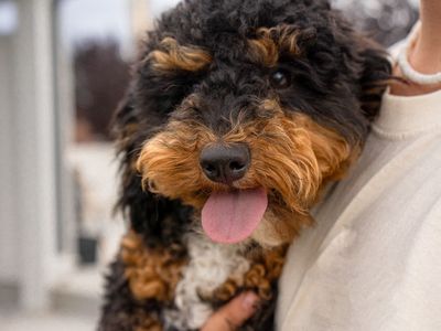 Tri-Color Mini Poodle Stud Service | Expert Service | Healthy, Beautiful Puppies