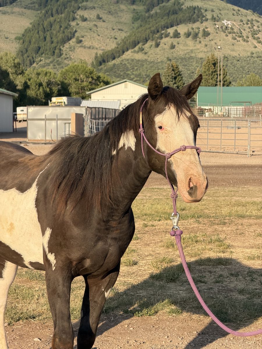 2yo APHA Gelding
