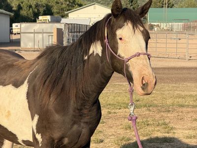 2yo APHA Gelding