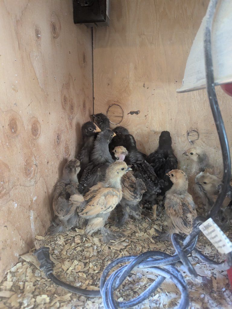 Chicks Hen Chicken Olive Egger Silkie Clearance