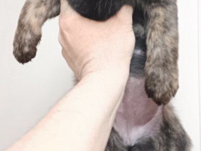 *LAST 3* Mini Aussie/ AKC Golden Retriever Puppies