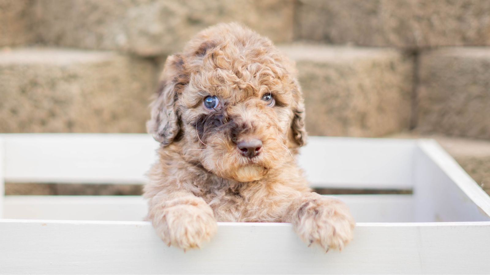 HEALTH TESTED STANDARD POODLES