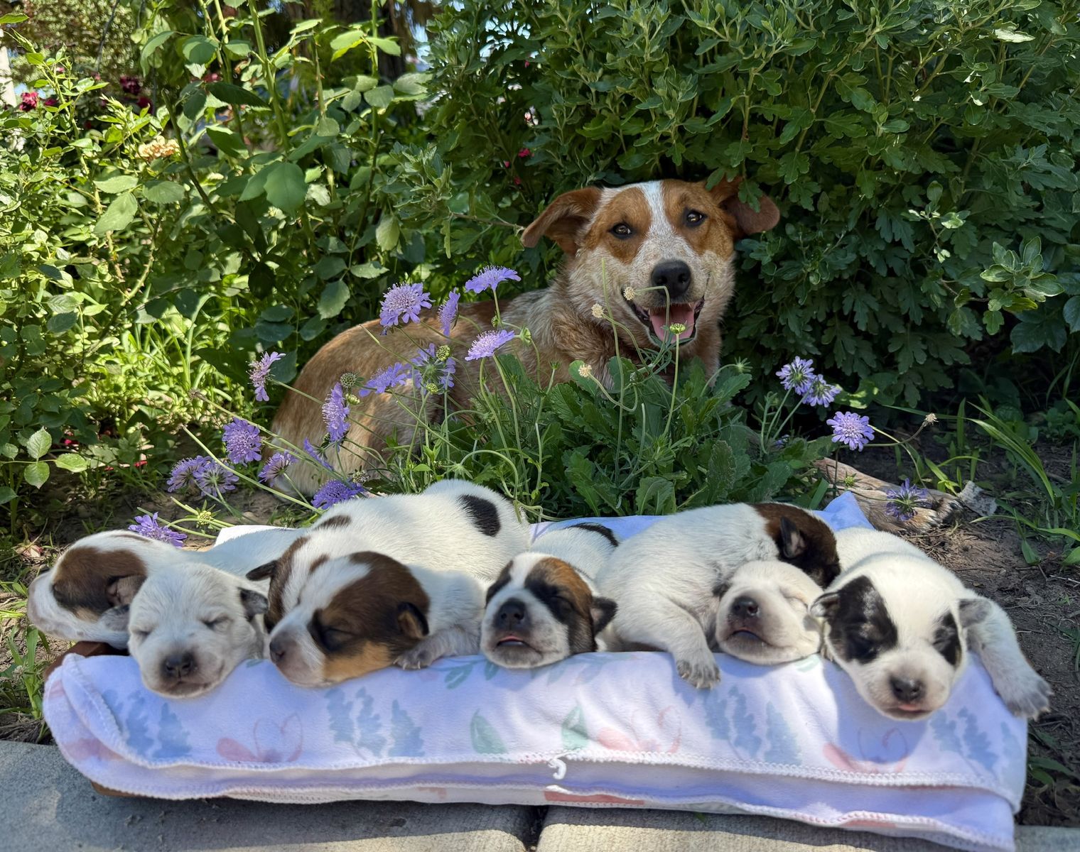Heeler Puppies