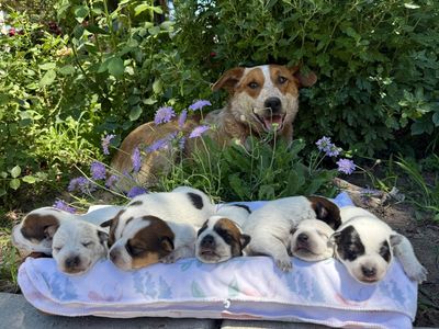 Heeler Puppies