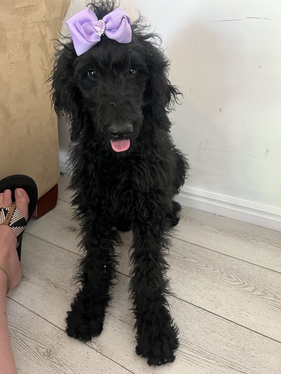 Rehome F1b Goldendoodle