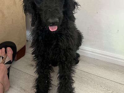 Rehome F1b Goldendoodle