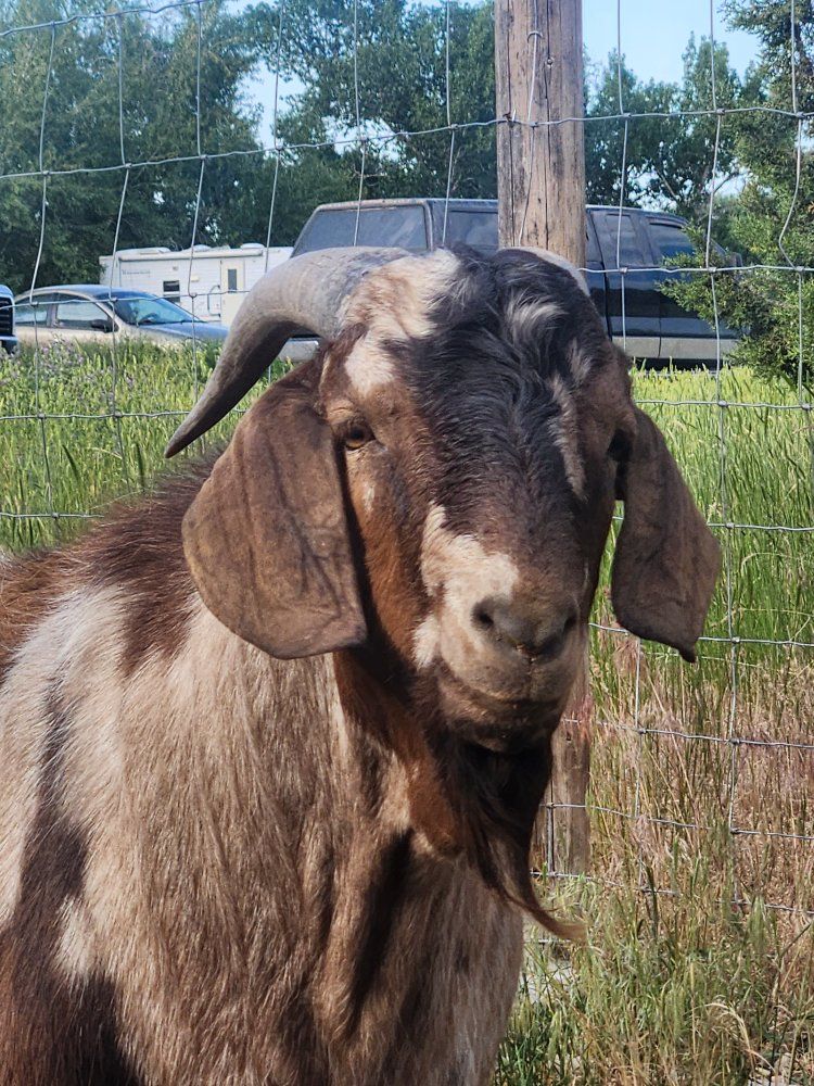  Boer Buck Stud Service Available  $50.00