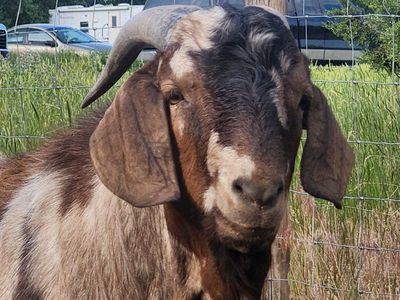 Boer Buck Stud Service Available $50.00