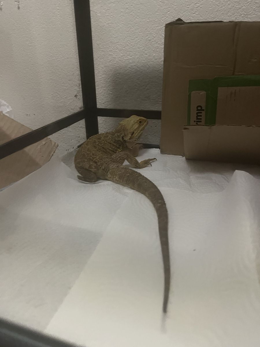 Male Bearded Dragon for Sale