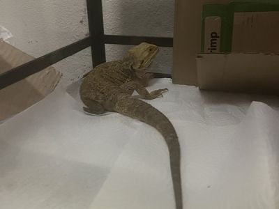 Male Bearded Dragon for Sale